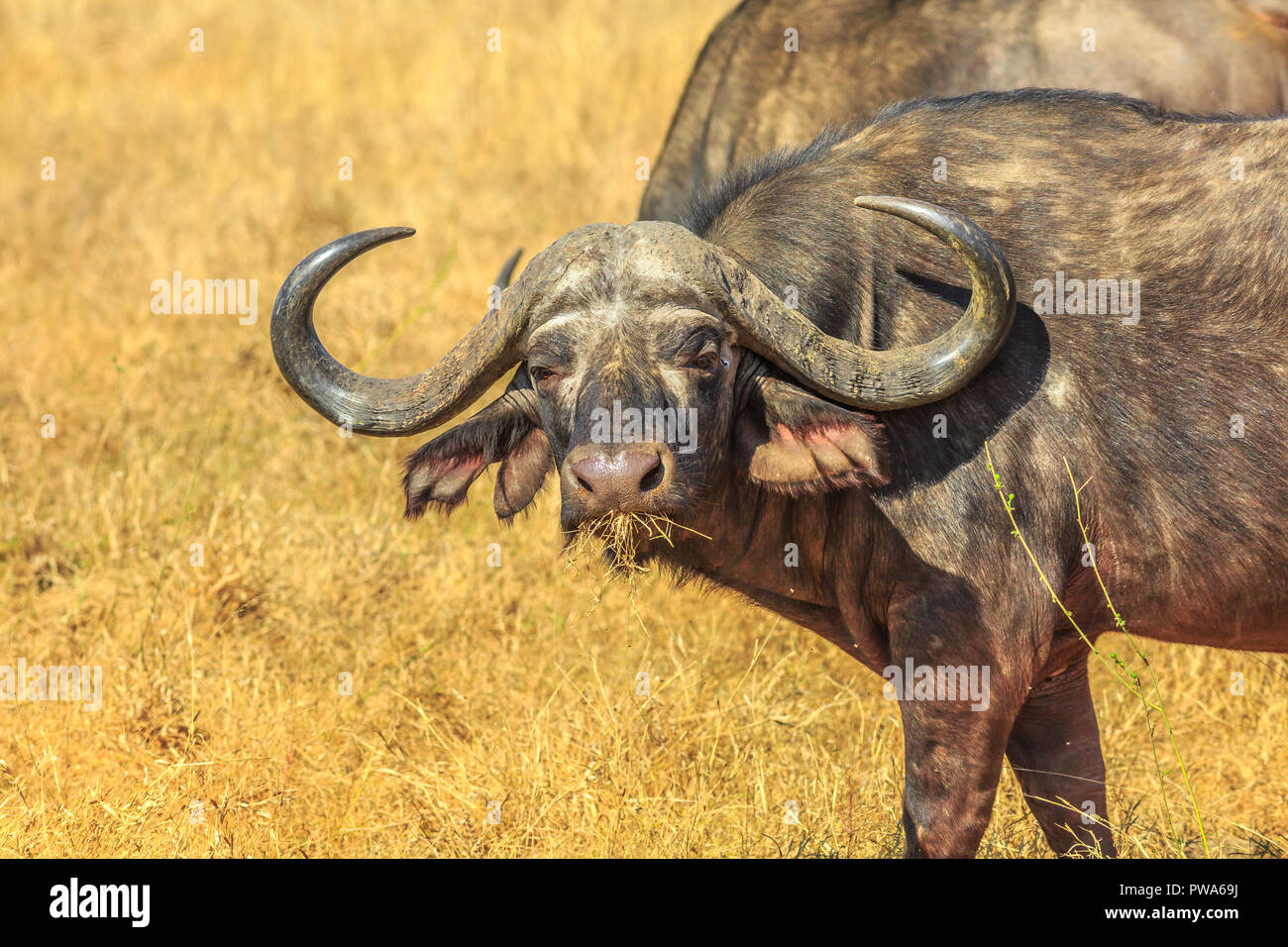 Nahaufnahme des Gesichts des afrikanischen Büffel, Syncerus caffer, im Grünland Natur, trockenen Jahreszeit. Krüger Nationalpark in Südafrika. Der Büffel ist eine große afrikanische Rinder Teil der beliebten Big Five. Stockfoto