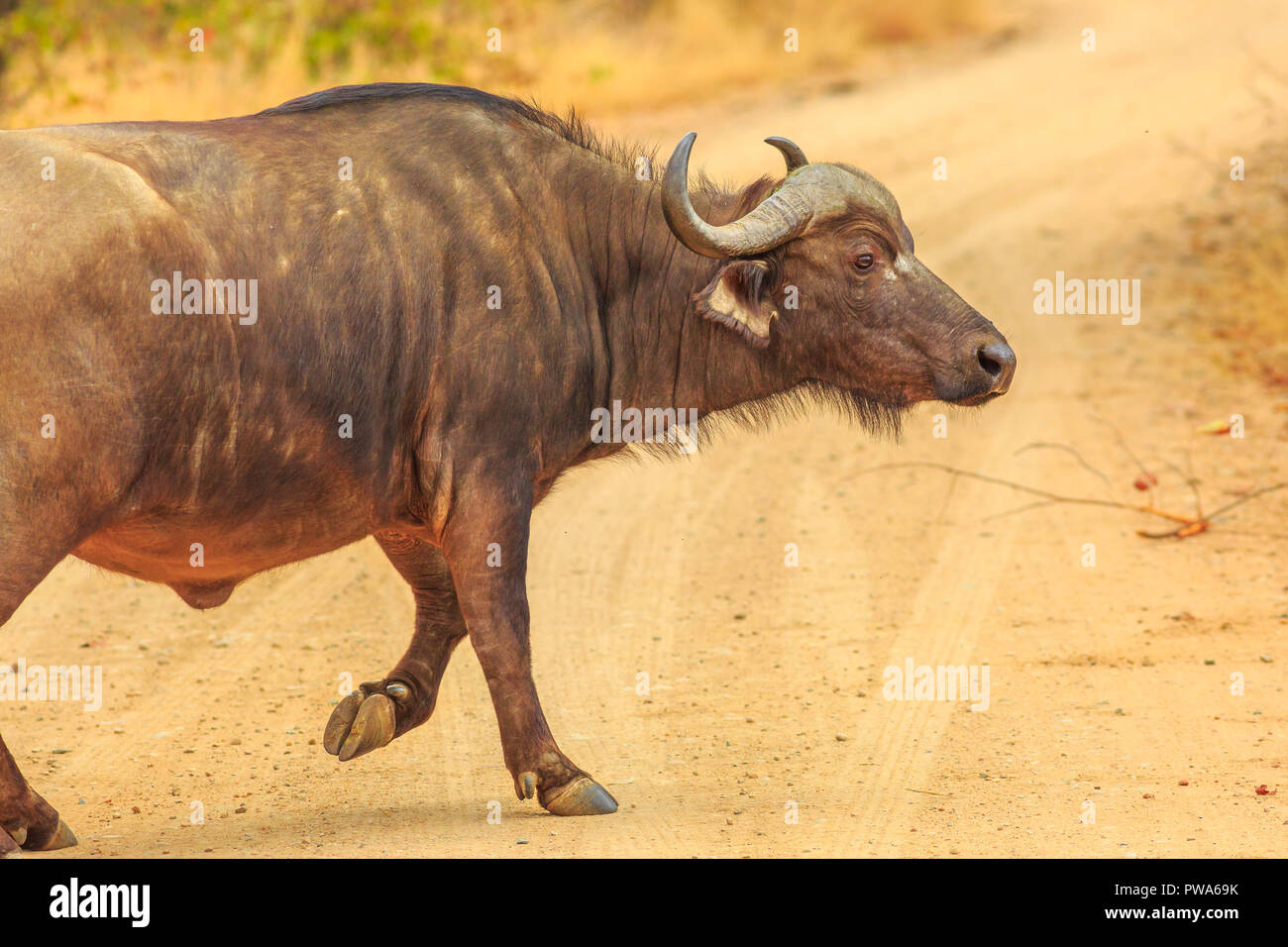 Afrikanische Büffel, Syncerus caffer, Wandern auf der Schotterstraße im Krüger Nationalpark, Südafrika. Trockenzeit. Der Büffel ist eine große afrikanische Rinder Teil der Big Five. Stockfoto