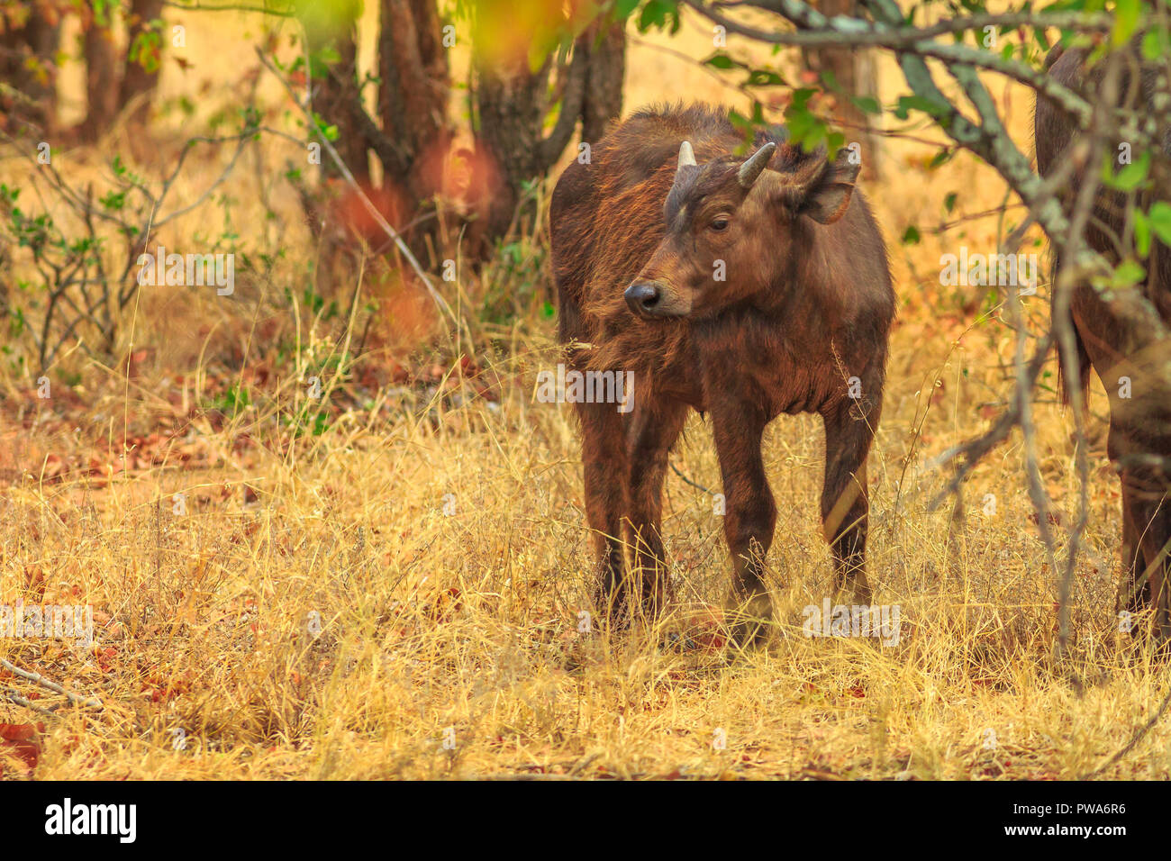 Junge afrikanische Büffel, Syncerus caffer, im Grünland Natur stehend, trockenen Jahreszeit. Krüger Nationalpark in Südafrika. Der Büffel ist eine große afrikanische Rinder Teil der beliebten Big Five. Stockfoto