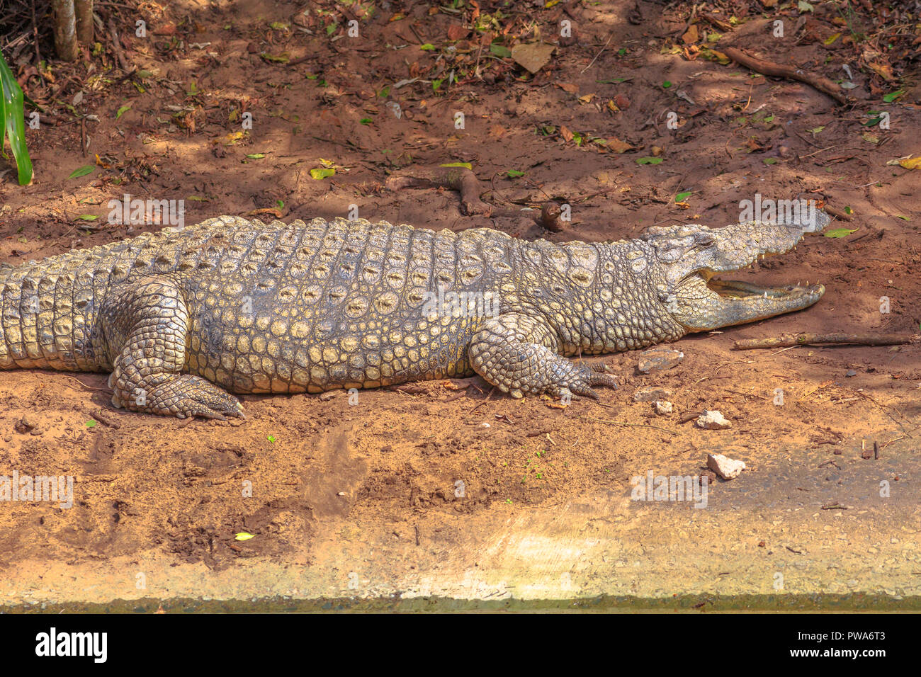 Afrikanische Krokodile wütend in Ezemvelo KZN Wildlife. Nilkrokodile in St. Lucia Estuary in iSimangaliso Wetland Park, Südafrika. Von der Seite. Stockfoto