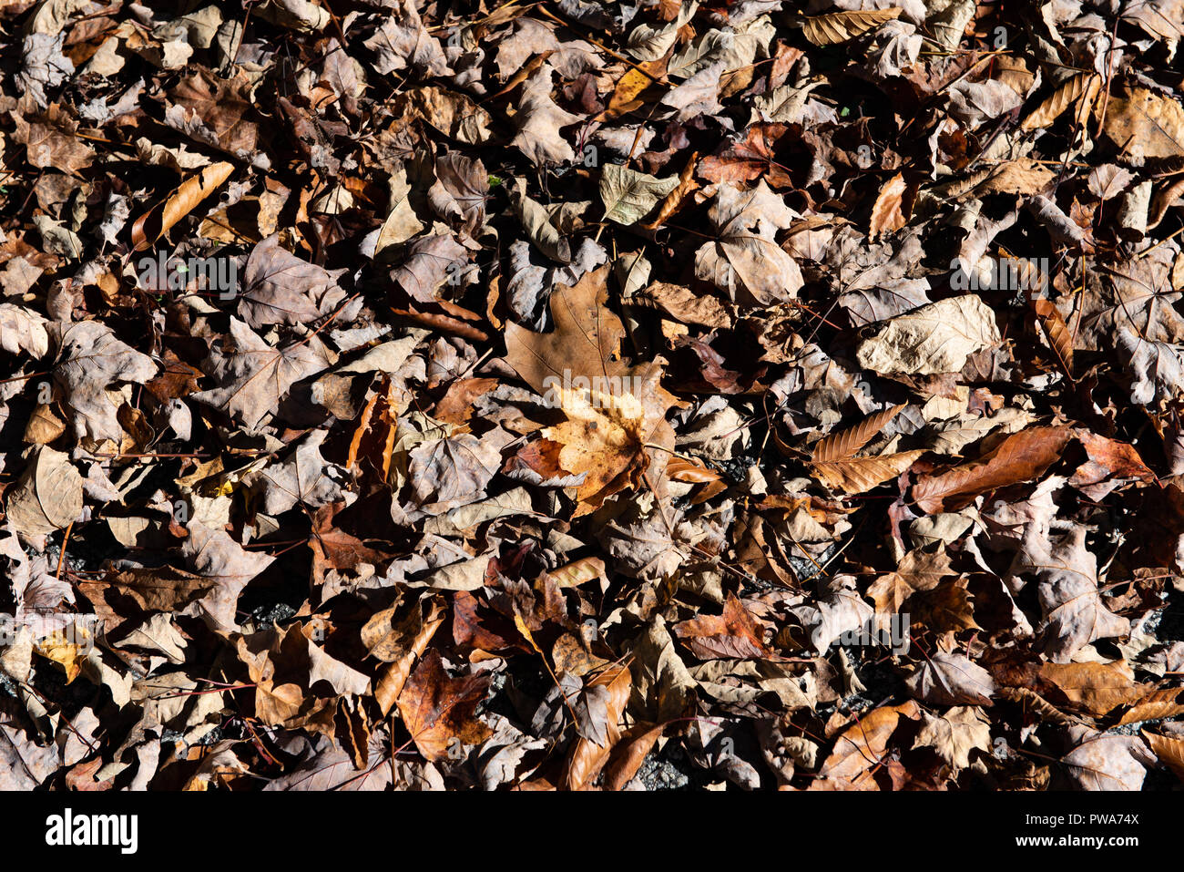 Ein Haufen von Toten braun Ahorn Blätter auf dem Boden in den Adirondack Mountains, NY, USA Stockfoto