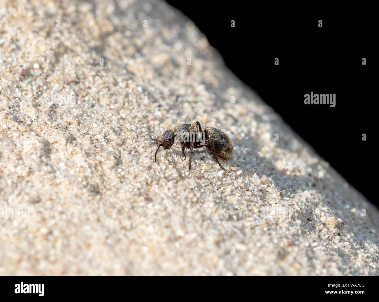 Schwarz & Gold Velvet Ant Wasp (Mutillidae) auf der Suche nach Beute auf Sandstein in den östlichen Ebenen von Kolorado Stockfoto