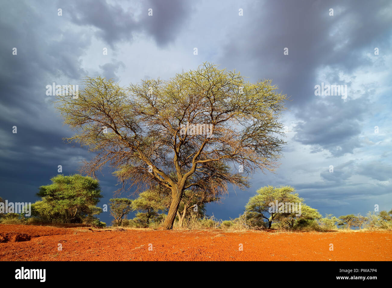 Afrikanische Savannenlandschaft gegen einen dunklen Himmel eines herannahenden Sturm, Südafrika Stockfoto