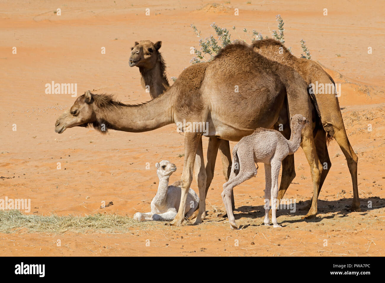 Kamele mit jungen Kälbern auf einer einsamen Sanddüne, Arabische Halbinsel Stockfoto