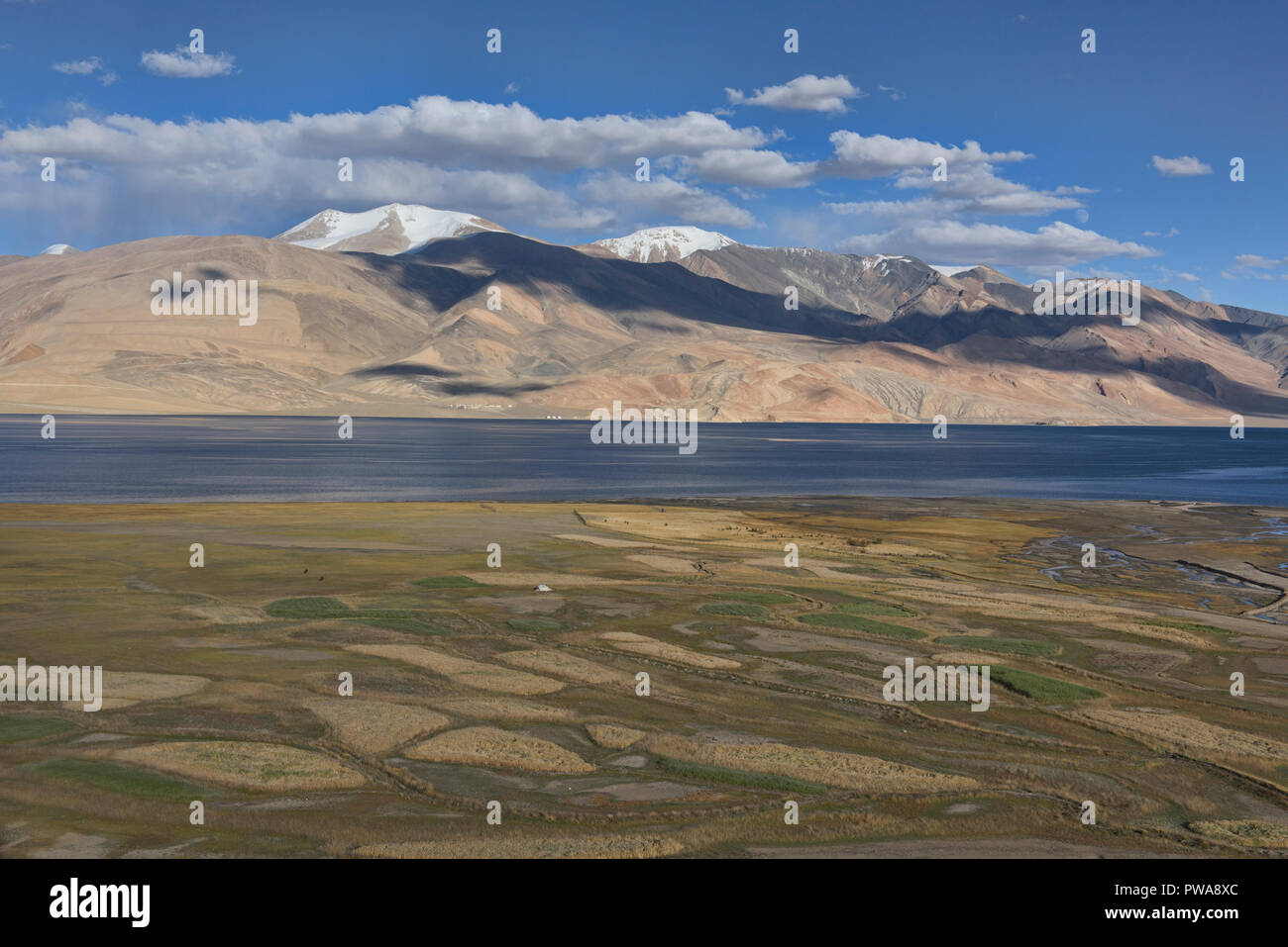 Weizen und Gerste Felder vorne Tso Moriri See, Ladakh, Indien Stockfoto