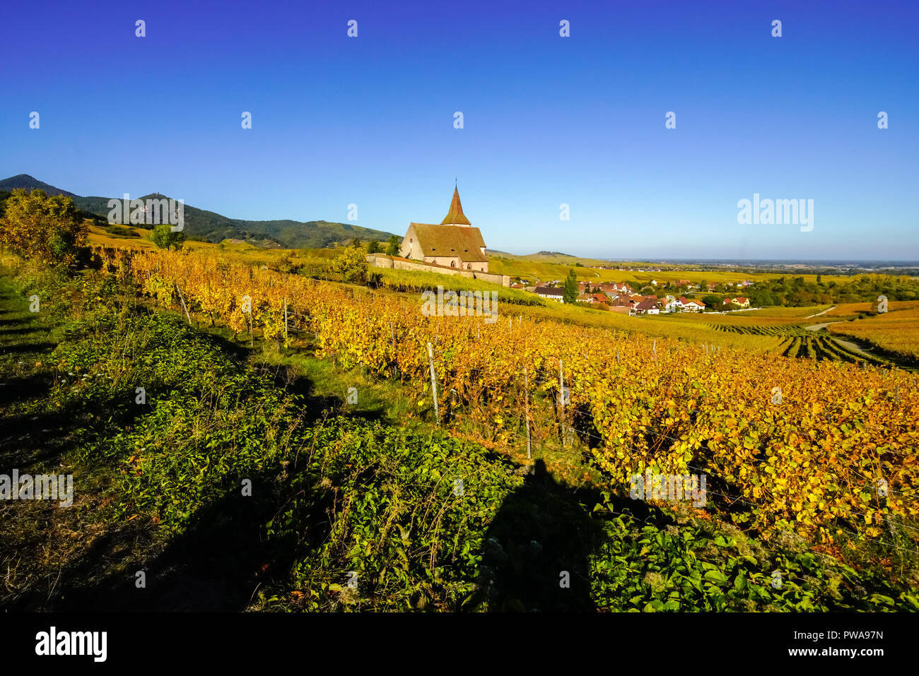 Herbst Farben in die Weinberge rund um Kirche in Hunawihr, Elsass, Frankreich. Stockfoto