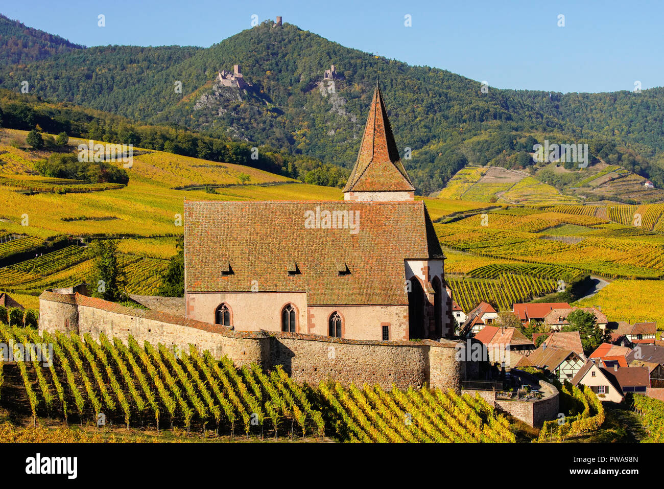 Herbst Farben in die Weinberge rund um Kirche in Hunawihr, Elsass, Frankreich. Stockfoto