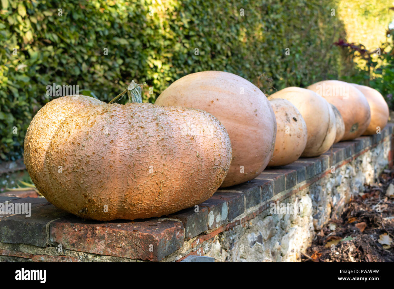 Frische Ernte im Herbst Kürbisse aus dem Gemüsegarten, Warten auf Halloween. In einem südlichen England Country Farm House gewachsen. Stockfoto