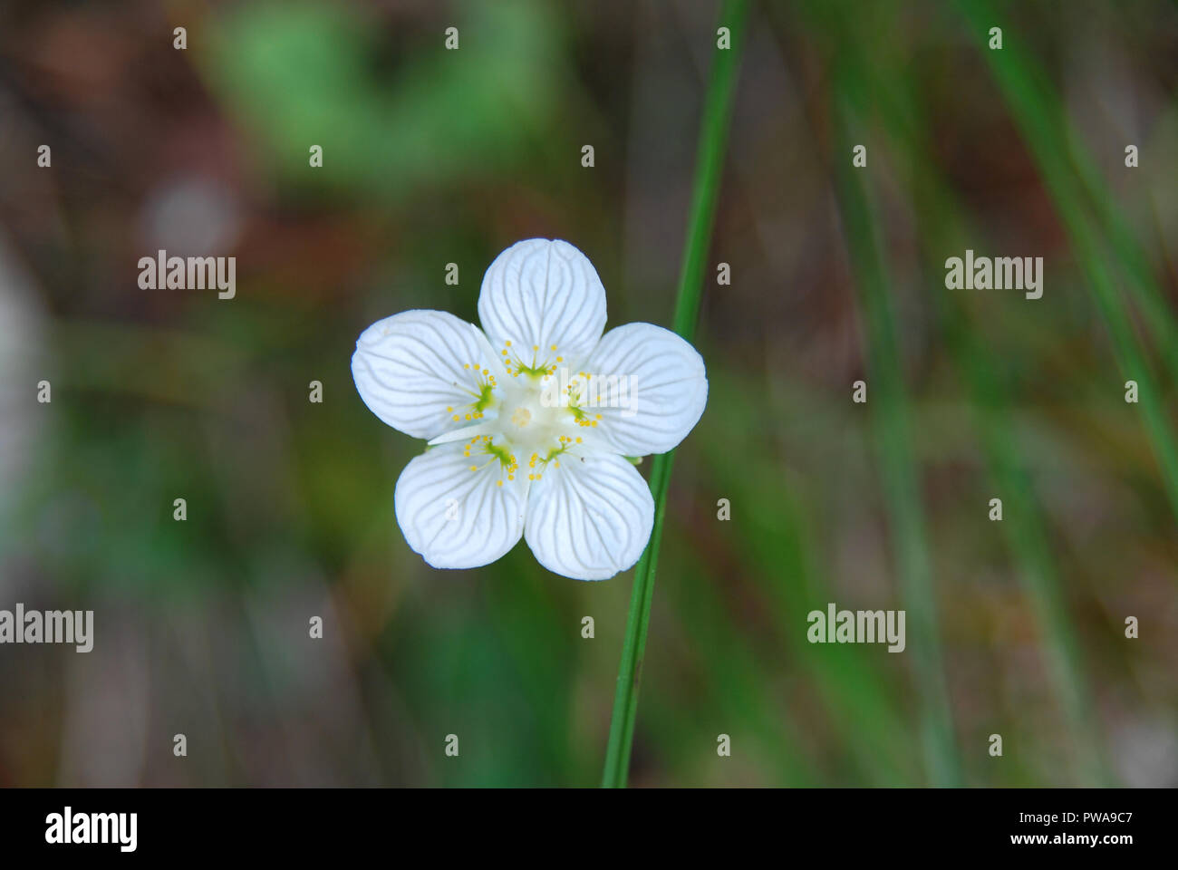 Schöne kleine weiße Blume im Wald im Frühling Stockfoto