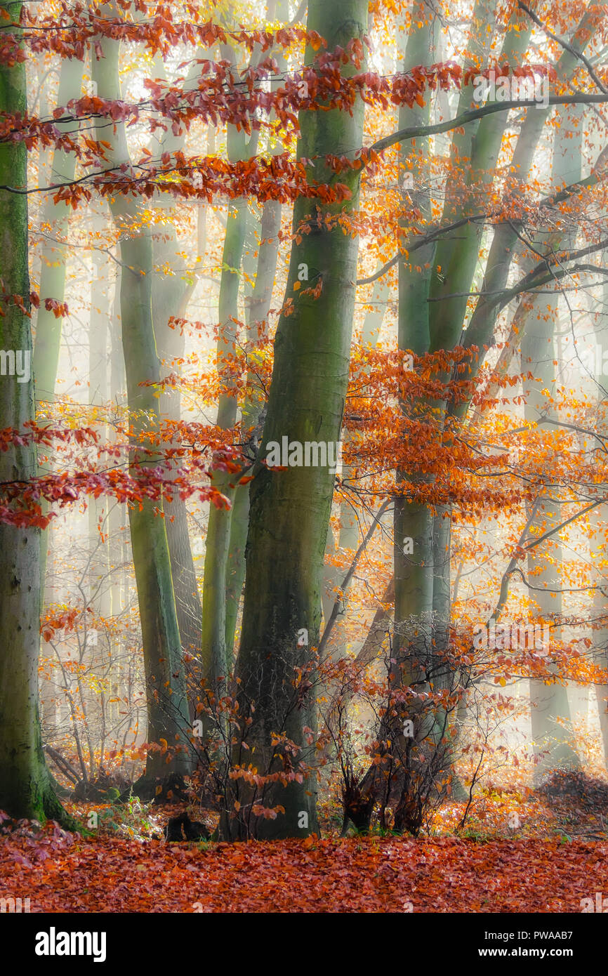 Morgen Licht in einem nebelhaften Buche Wald, Bäume auf einem Oktober Tag im Herbst, Naturpark Siebengebirge, Rheinland, Deutschland Stockfoto