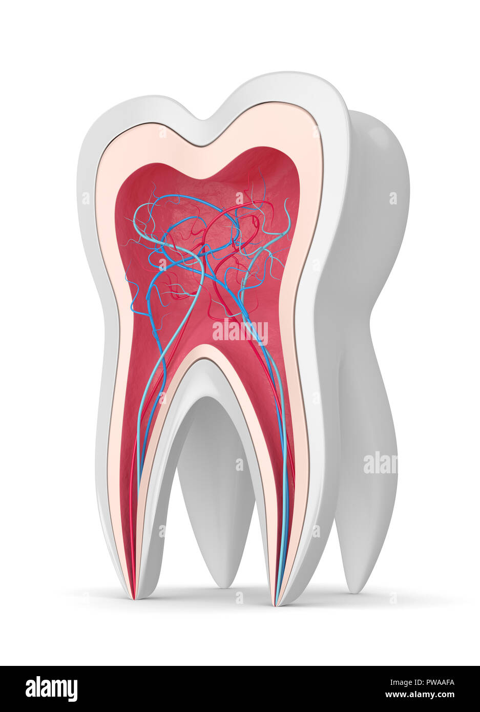 3D-Render von Zahn in Gummis mit Nerven und Blutgefäße auf weißem Hintergrund Stockfoto
