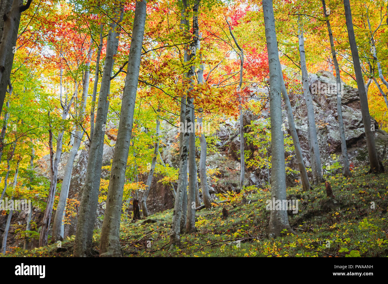 Herbst in Cozia, Karpaten, Rumänien. Lebendige Herbstfarben im Wald. Landschaft der Natur mit Sonnenlicht durch Zweige von Bäumen. Bunte Herbst Stockfoto