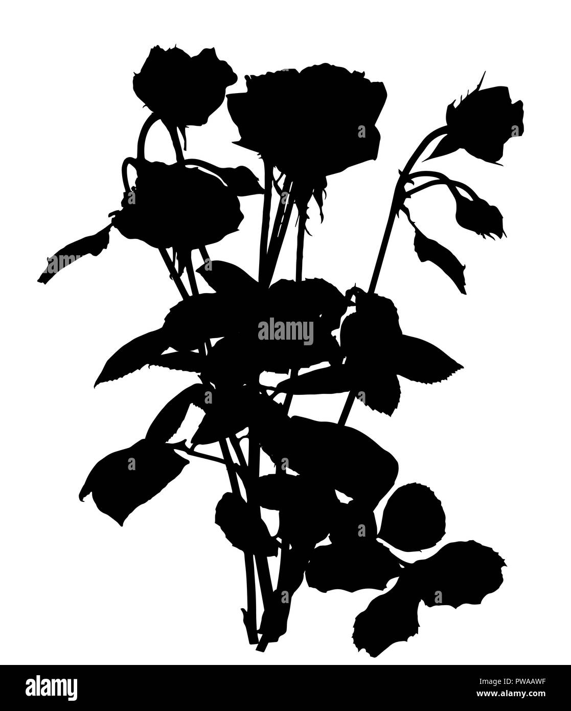 Schöne Silan schwarze und weiße Rosen. Auf weissem Hintergrund. Vector Illustration Stock Vektor