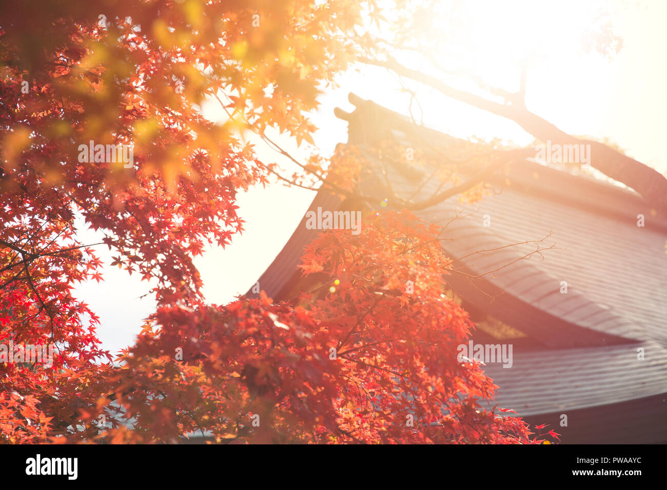 Closeup schöne Japan herbst Red maple leaf mit traditionellen Gebäude Dach Hintergrund Stockfoto