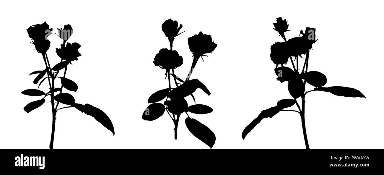 Reihe von schönen Silan schwarze und weiße Rosen. Auf weissem Hintergrund. Vector Illustration Stock Vektor