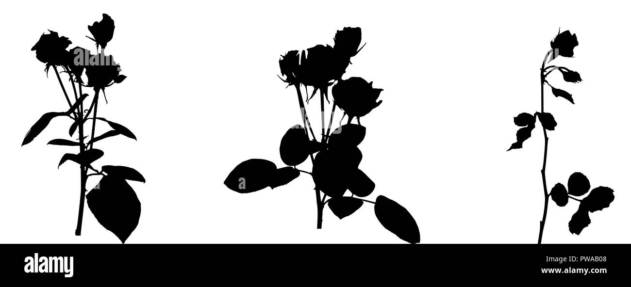 Reihe von schönen Silan schwarze und weiße Rosen. Auf weissem Hintergrund. Vector Illustration Stock Vektor