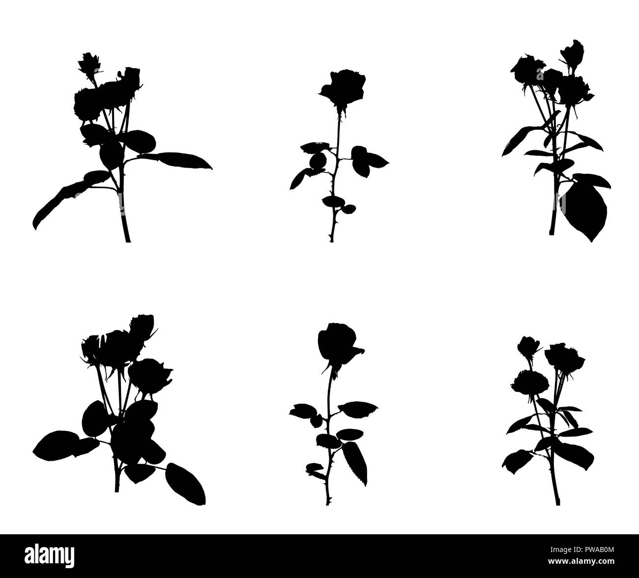 Reihe von schönen Silan schwarze und weiße Rosen. Auf weissem Hintergrund. Vector Illustration Stock Vektor