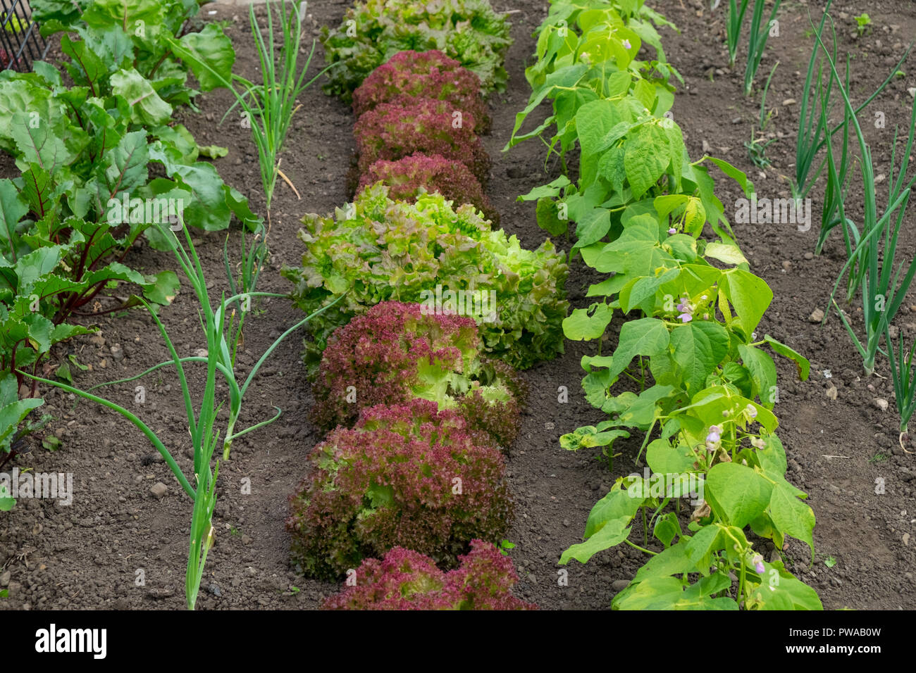 Kopfsalat und Bohnen wachsen auf Zuteilung Stockfoto