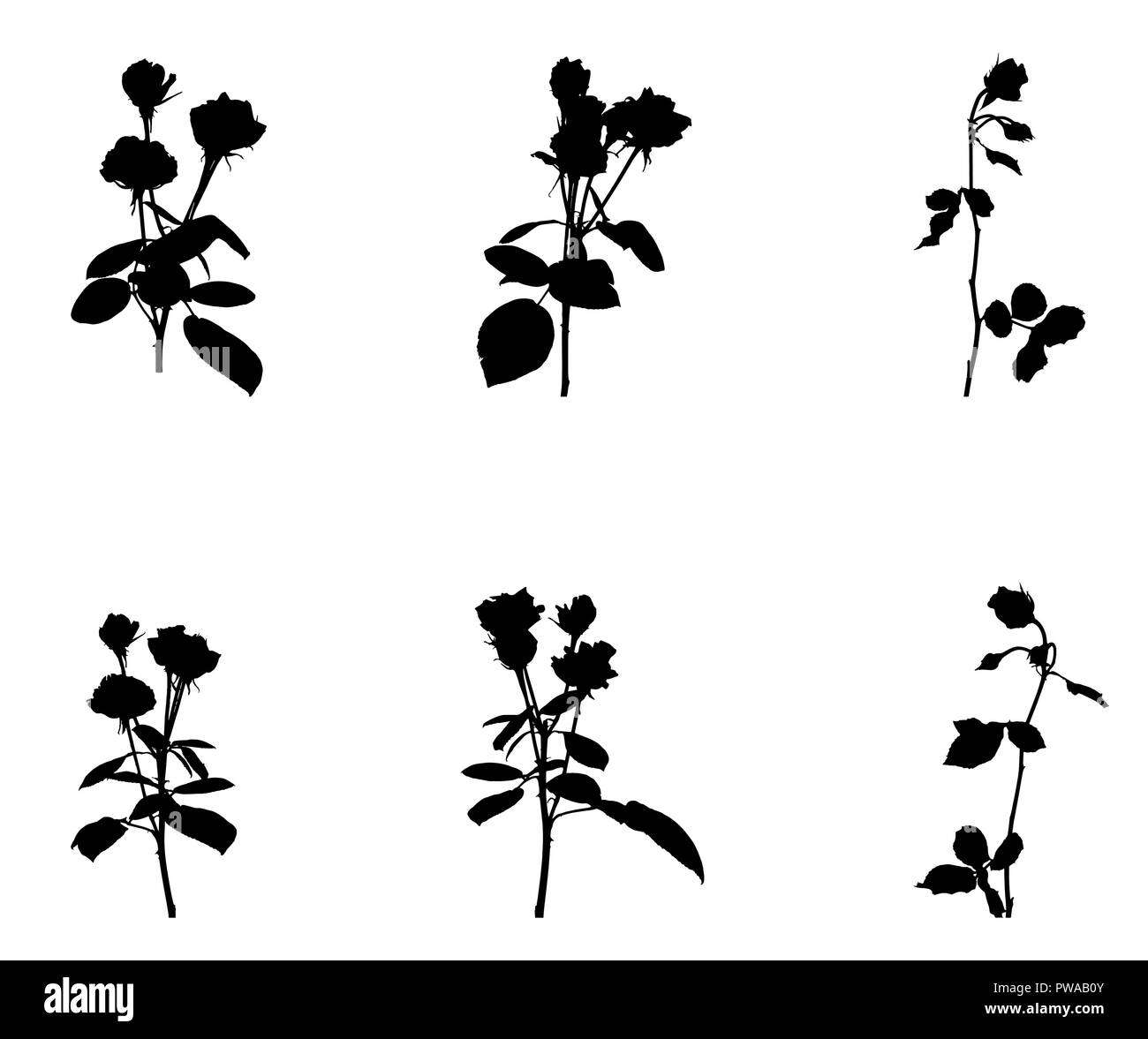Reihe von schönen Silan schwarze und weiße Rosen. Auf weissem Hintergrund. Vector Illustration Stock Vektor