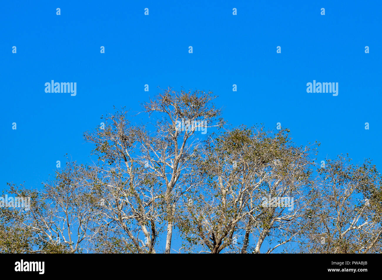 Das Vordach von hohen Bäumen framing ein strahlend blauer Himmel, die Sonne scheint. Natur Landschaft. Sommer Hintergrund. Wallpaper, Banner, Textur Stockfoto