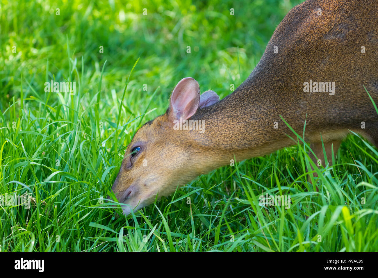 Muntjac Hirsche. Kopf Nahaufnahme. Stockfoto