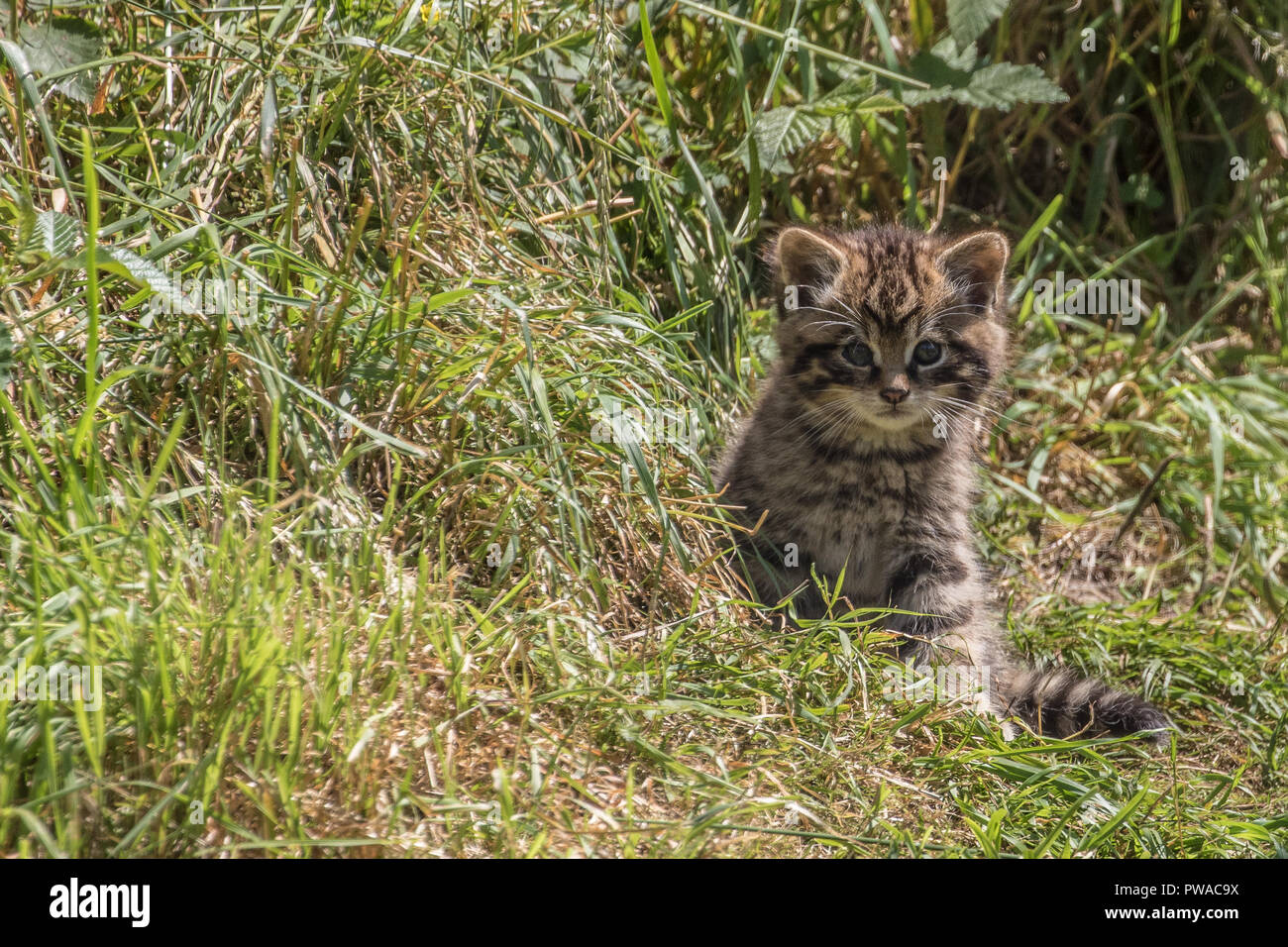 Schottische Wildkatze Kätzchen Stockfoto