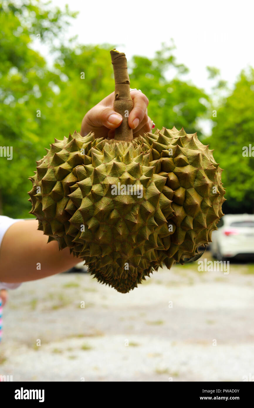 Durian Frucht mehrerer Baumarten der Gattung Durio Stockfoto