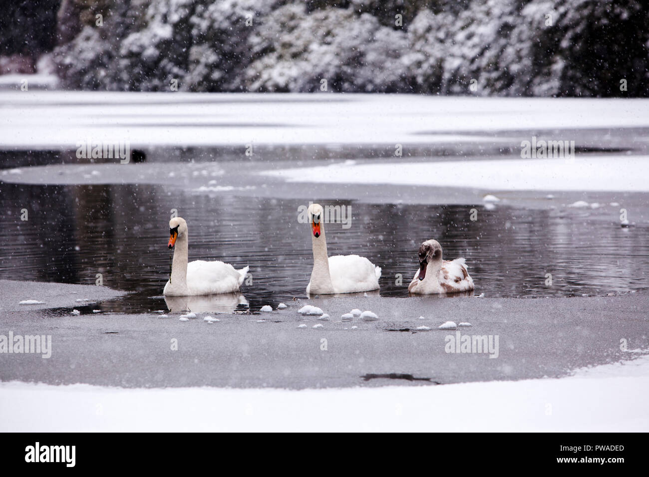 Schwäne auf dem zugefrorenen See in Sheffield Park Gardens West Sussex im Schnee, Mama, Papa und einen Jungen. Stockfoto