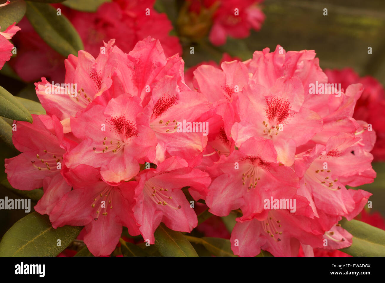 Blüten rosa Rhododendron Stockfoto