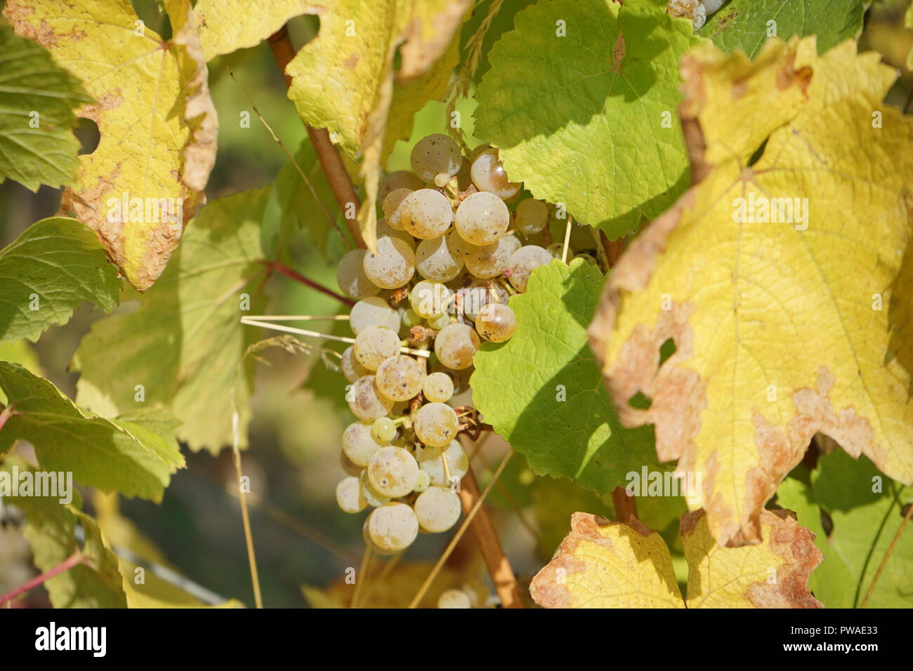 Rieslingtrauben, Edle Weinrebe (Vitis vinifera Subsp vinifera), Moseltal, Deutschland, Europa Stockfoto