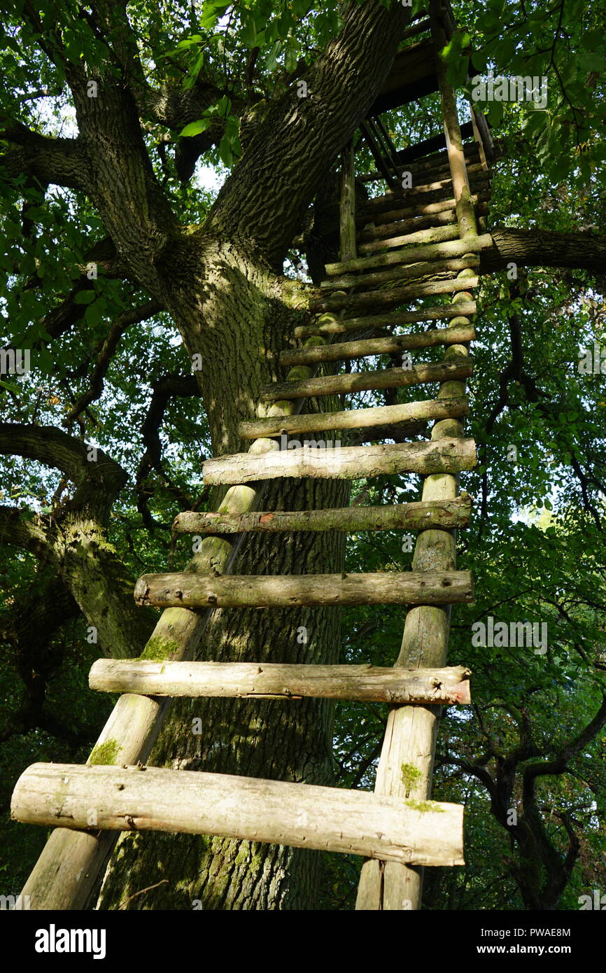 Holzleiter zu einem hochstand in einer alten Eiche, Moseltal, Moselsteig, Rheinland Pfalz, Deutschland Stockfoto