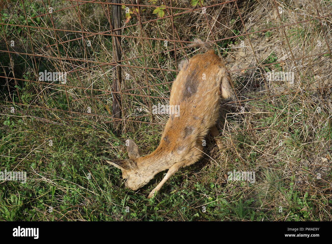 Totes Reh (Capreolus capreolus), in einem Zaun gefangen, Moseltal, Rheinland Pfalz, Deutschland Stockfoto