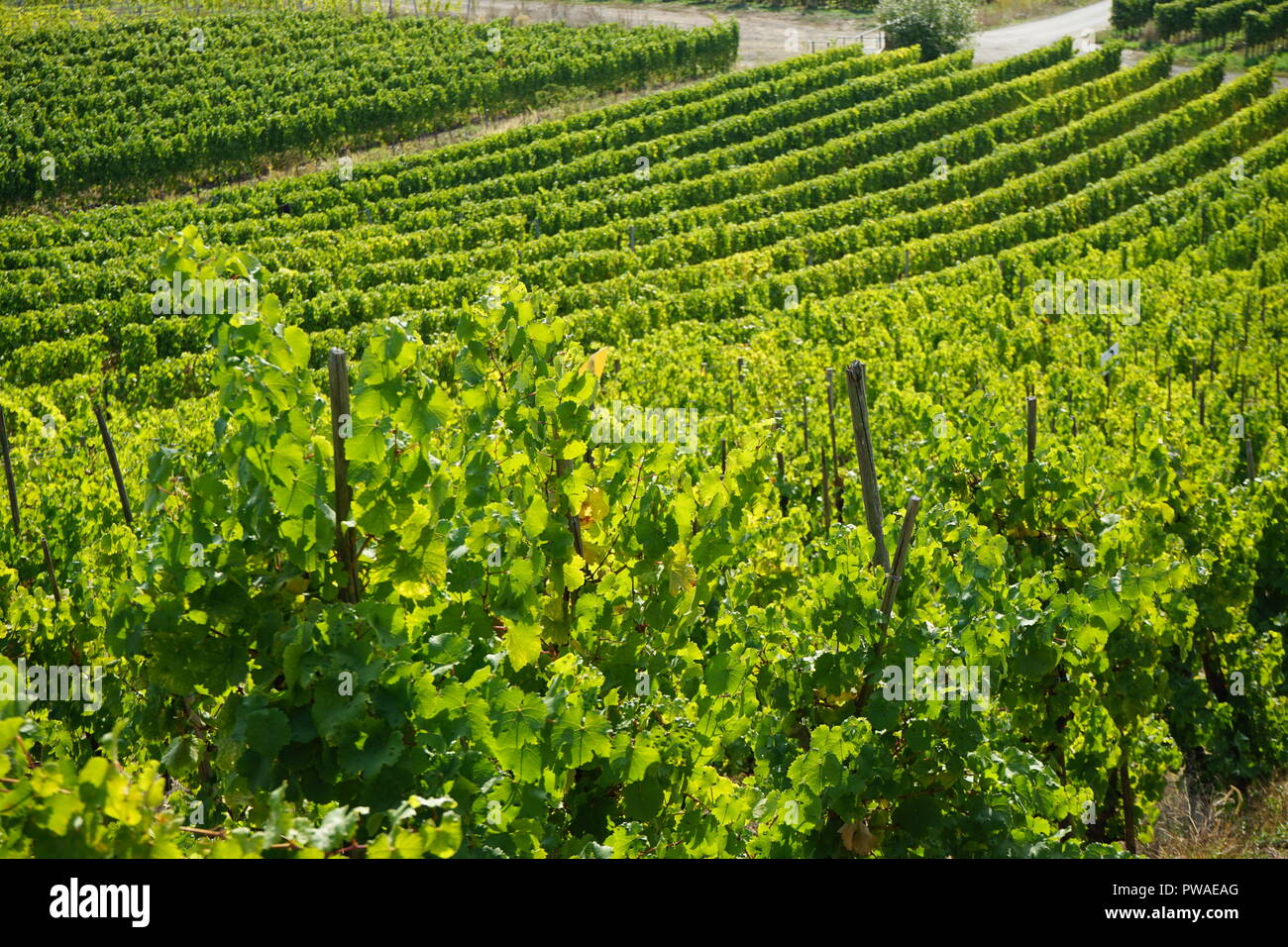 Weinstöcke, Weinberg, Moseltal, Rheinland Pfalz, Deutschland Stockfoto