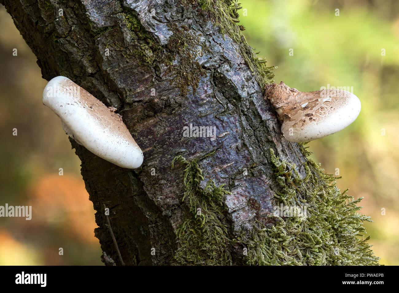 Birch Polypore Pilz (Fomitopsis Betulina) wachsende vom Stamm der Birke. Tipperary, Irland Stockfoto