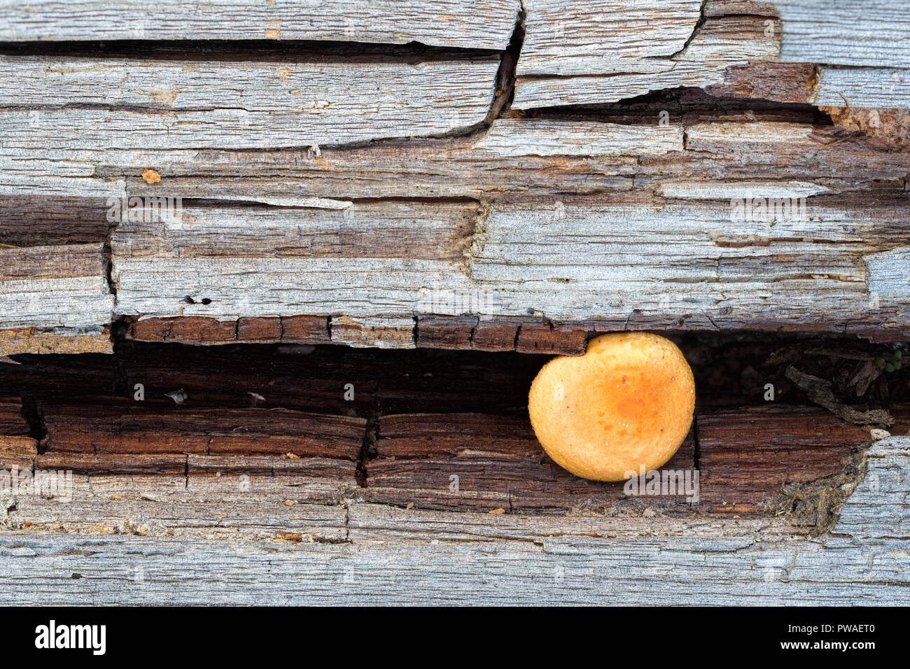 Pilze wachsen von Stück Holz. Tipperary, Irland Stockfoto