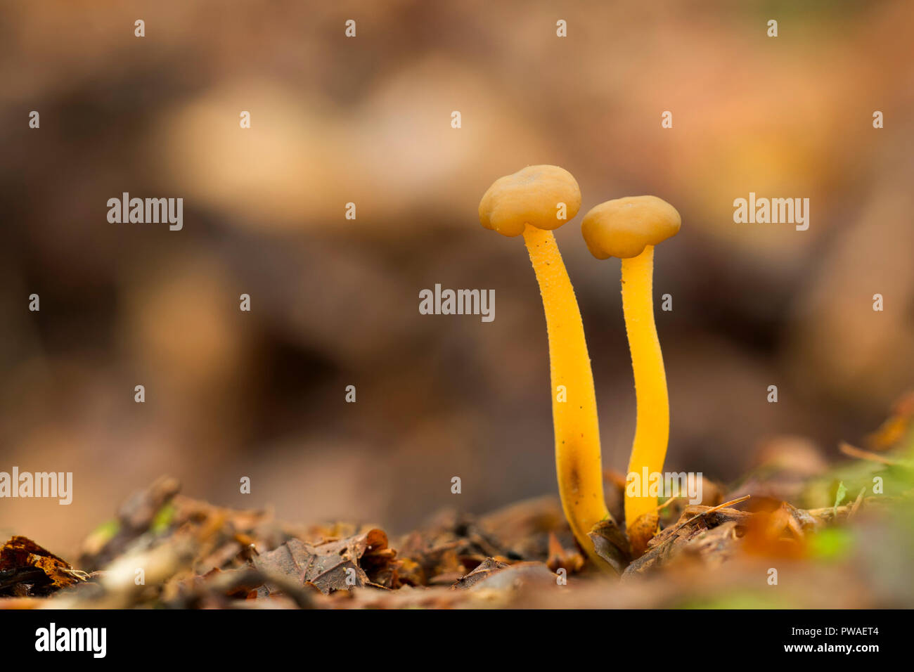 Gummibärchens Pilz (Leotia lubrica) wachsen auf Waldboden. Tipperary, Irland Stockfoto