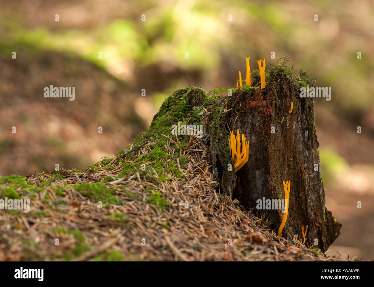 Gelbe Stagshorn Pilz (Calocera viscosa) wachsende Aus morschen Baumstumpf. Tipperary, Irland Stockfoto
