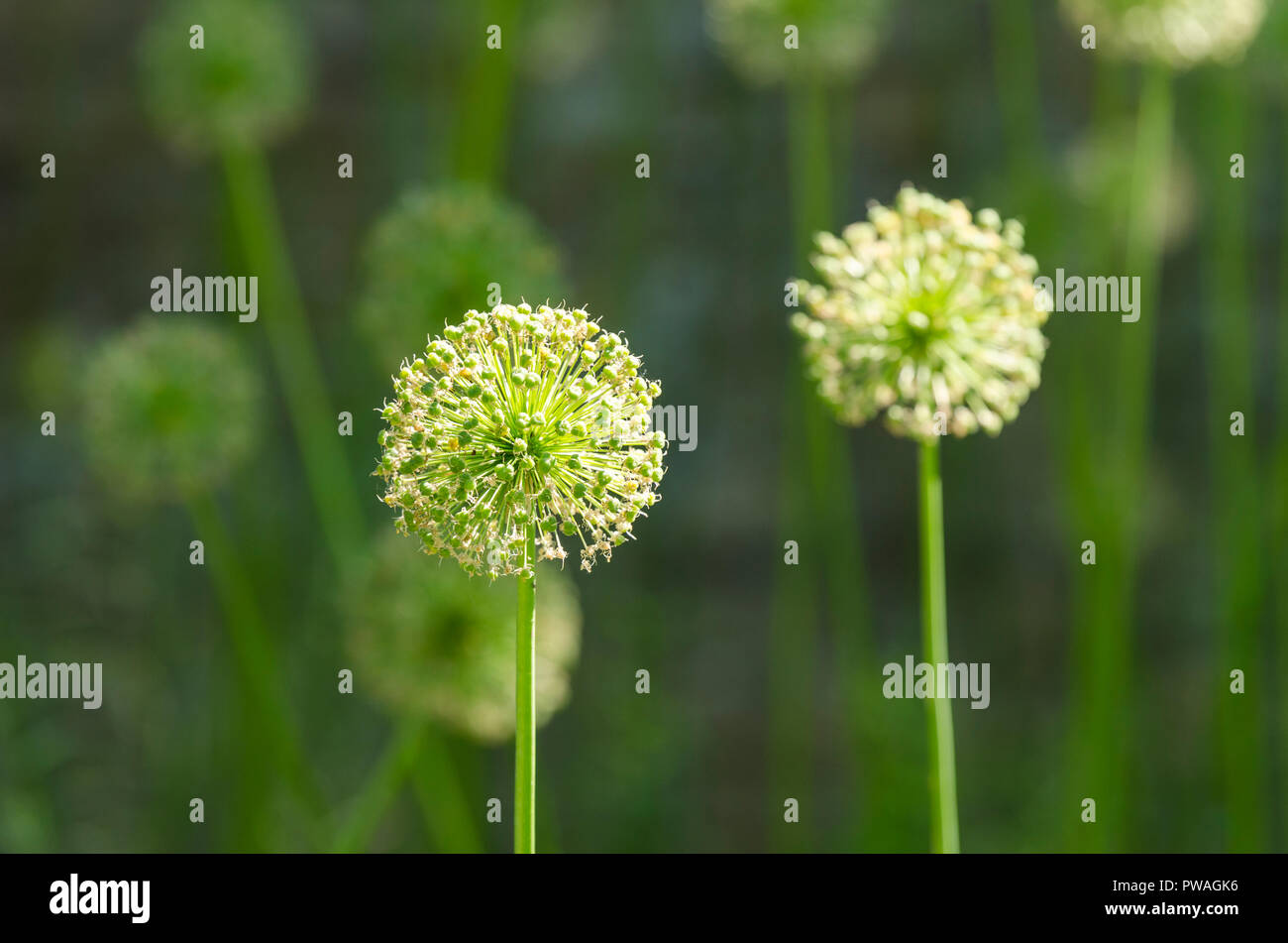 Allieae, Allium allium Saatgut Saatgut Köpfe, Kopf, Allium seedhead, ornamentalen Zwiebeln, Einkeimblättrige Stockfoto