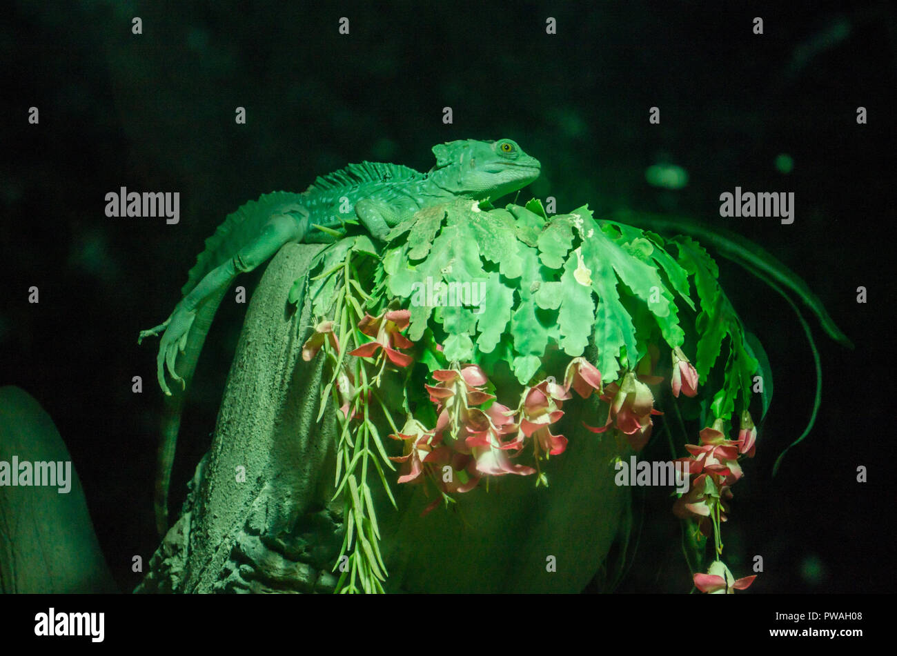 Grüne chamäleon sich auf einen grünen Zweig verschleiern. Stockfoto