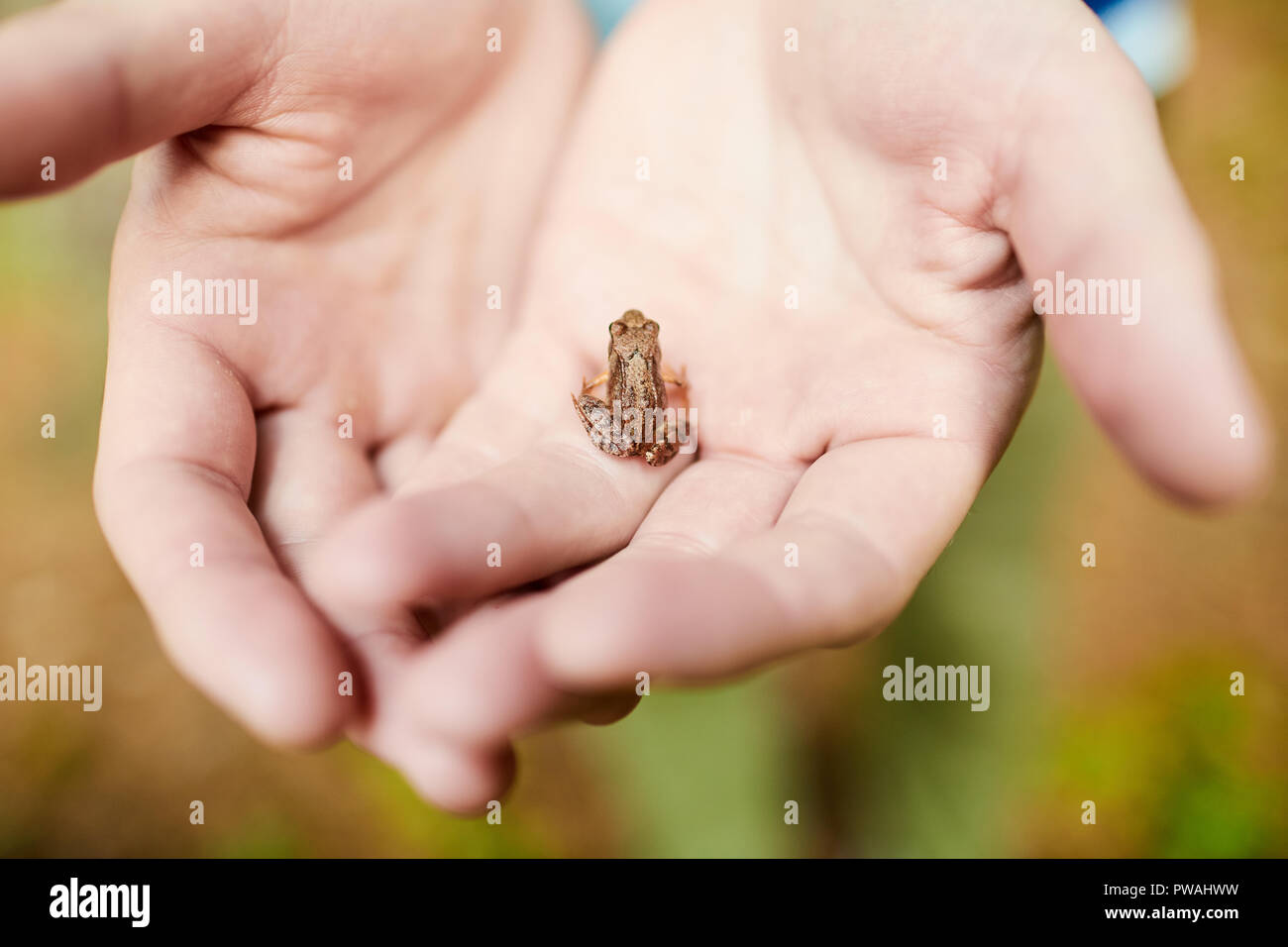 Makroaufnahme der kleinen niedlichen Frosch sitzend auf Open Palms des jungen Mannes, der zu Fuß in natürlicher Umgebung Stockfoto