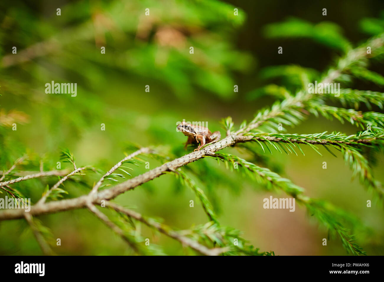 Kleiner brauner Frosch sitzend auf firtree Zweigstelle durch helle grüne Nadelbaum im Wald bedeckt Stockfoto