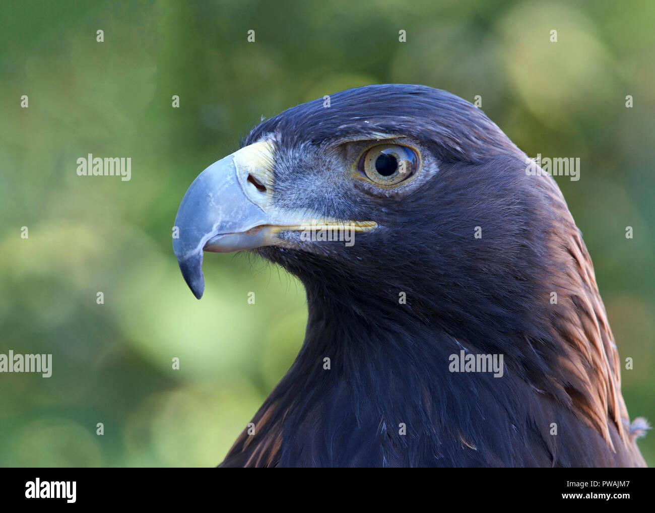 Portrait Profil Ansicht von einem goldenen Adler. Seit Jahrhunderten ist diese Art ist eine der am höchsten angesehenen Vögel in der falknerei verwendet worden. Stockfoto