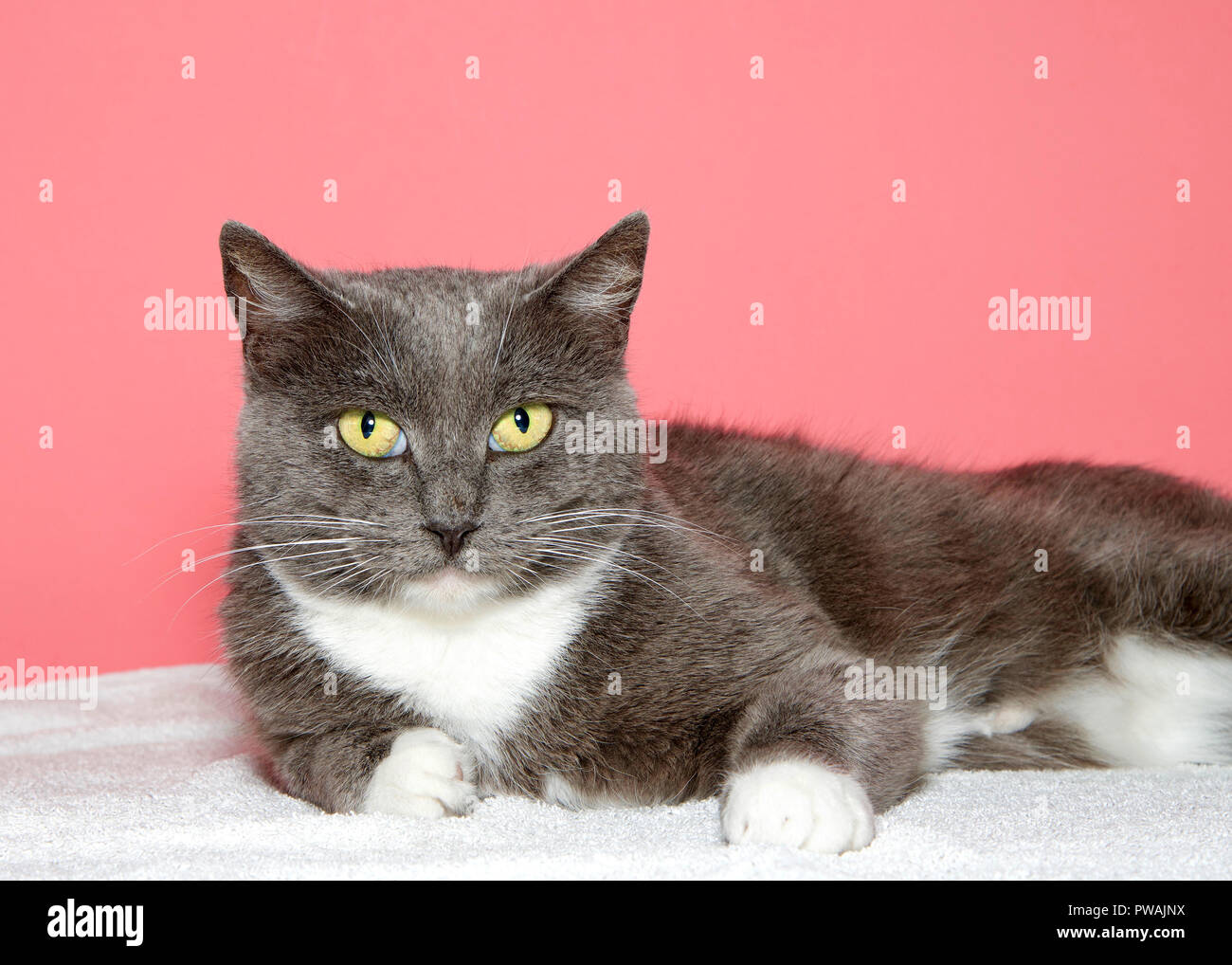 Nahaufnahme, Porträt einer grauen und weißen tabby Katze mit gelben, grünen Augen Blick auf Viewer, Verlegung auf weiße Decke mit rosa Hintergrund. Stockfoto