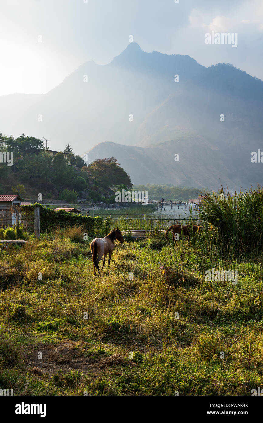 Pferd auf einer Wiese entlang Lago Atitlan mit Berg vertikal, San Juan La Laguna, Guatemala, Mittelamerika Stockfoto