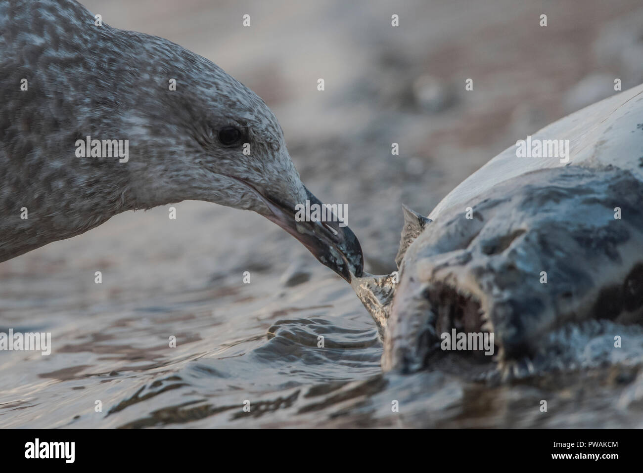 Eine juvenile Silbermöwe vom Ufer State Park in Milwaukee, Wisconsin. Es ist Scavenging eine tote Lachse, die bis auf den Strand gespült hat. Stockfoto