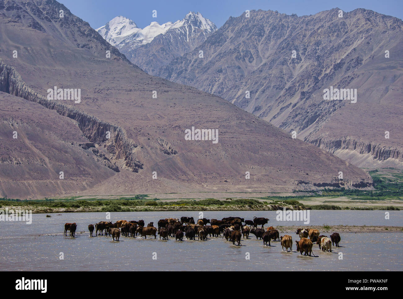 Vieh Überquerung des Panj River in den Wakhan Valley zwischen Afghanistan und Tadschikistan Stockfoto