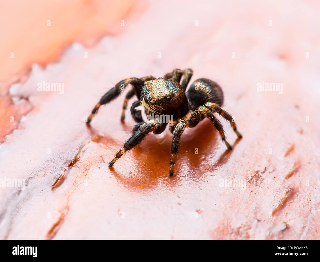 Jumping Spider Spinne Insekt Makro auf rotem Hintergrund Stockfoto