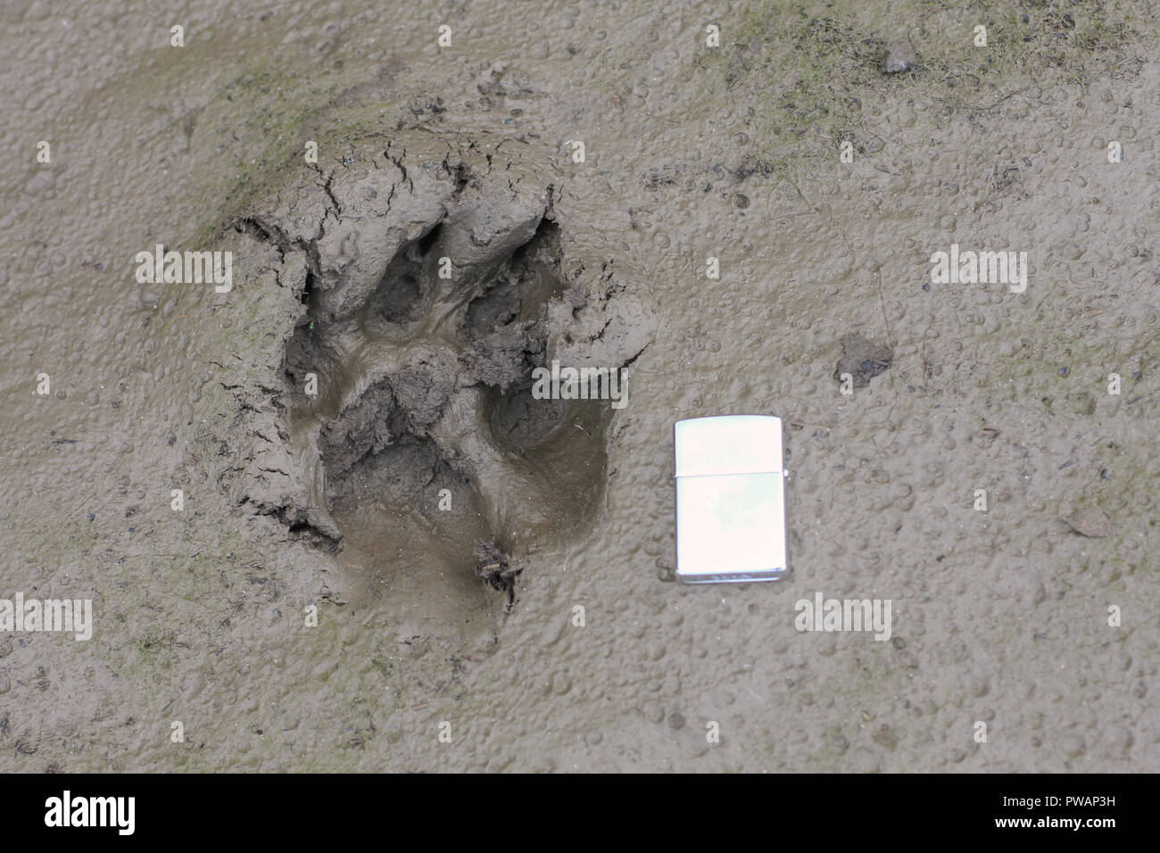 Yukon, Alaska. Horizontale Ansicht von Arctic Wolf footprint Größe im Vergleich mit einem Feuerzeug. Trockene Schlamm Hintergrund. Stockfoto