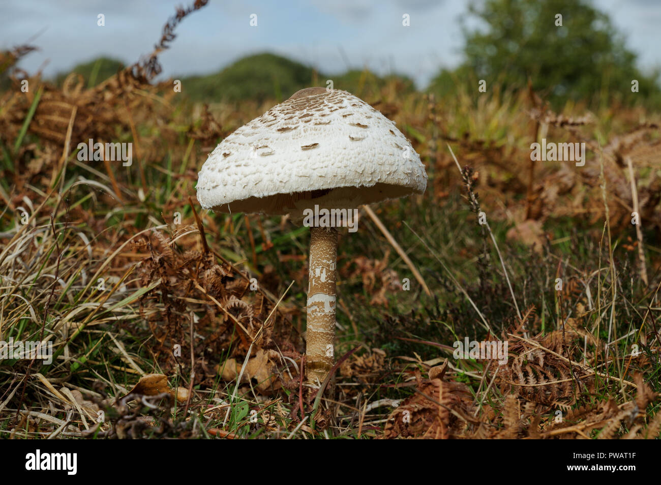 Pilz Parasol (Macrolepiota Procera) Stockfoto