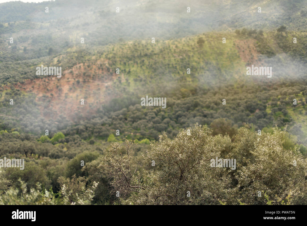 Natürliche aufgegebenen Olivenhaine von oben ansehen. Stockfoto